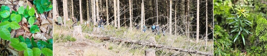 Collage aus drei Fotos, links und rechts sind Nahaufnahmen von jungen Bäumen, in der Mitte Menschen in einem Wald voll Totholz.